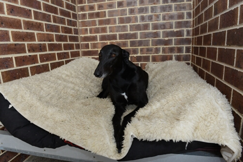 greyhound kennel for sale