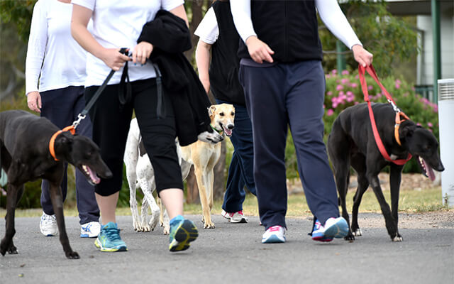 re-homing exercise and socialisation
