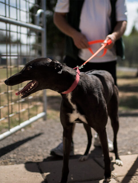 re-homing greyhounds