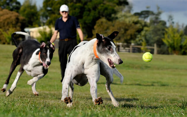 greyhounds playing