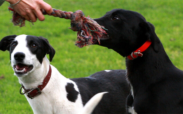 greyhounds playing with rope