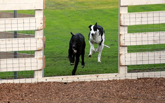 Wind down Period And Preparation For Re homing Greyhound Care Standards