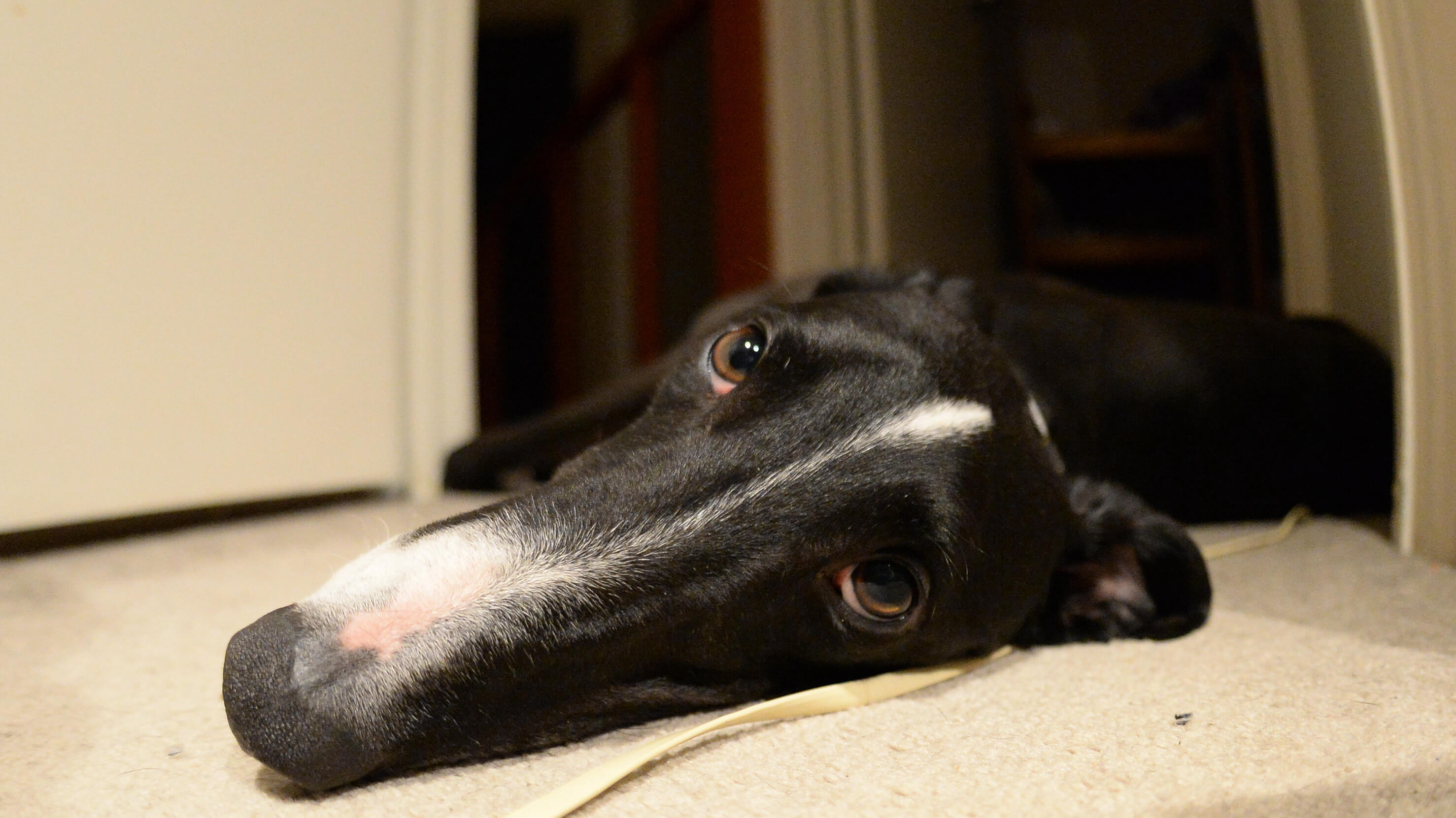 can greyhounds be left alone