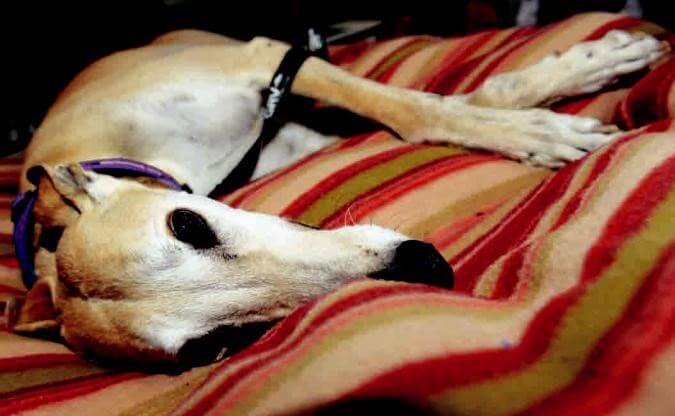 can greyhounds be left alone