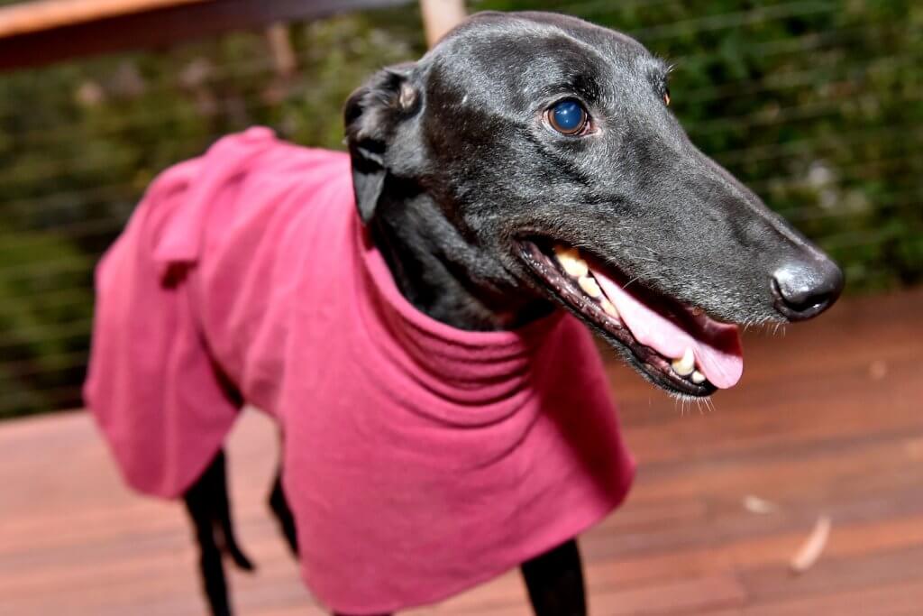 Greyhounds and Cold Weather Greyhound Care & Standards