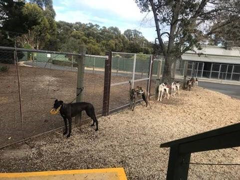 gap kennels