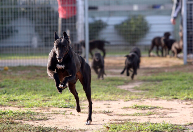 Betty’s Angel & pups