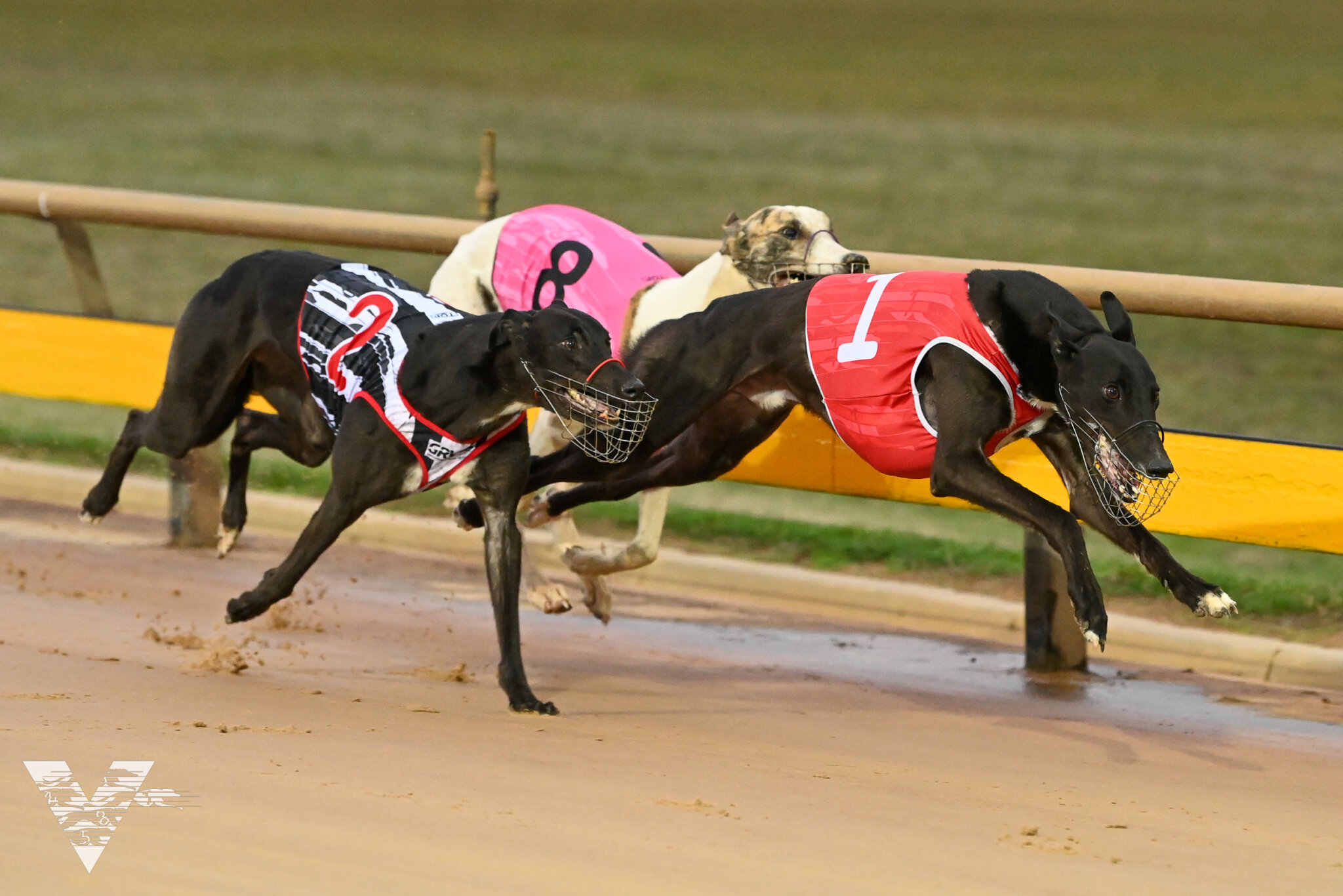 Schedule Reduction From 1 January 2024 Greyhound Care Standards   066 Race 3 2048x1366 